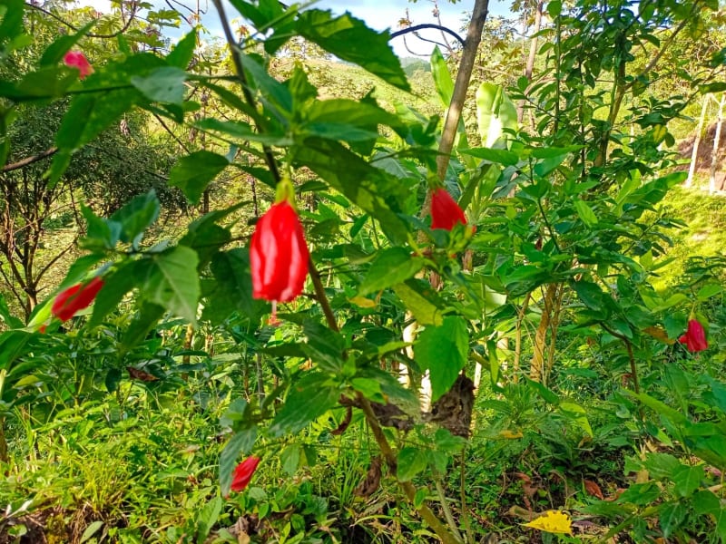 Cooperativa Multiactiva De Familias Productoras De Cafe Del Sur Del Tolima Ltda