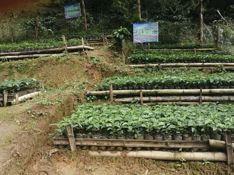 Cooperativa Multiactiva De Familias Productoras De Cafe Del Sur Del Tolima Ltda