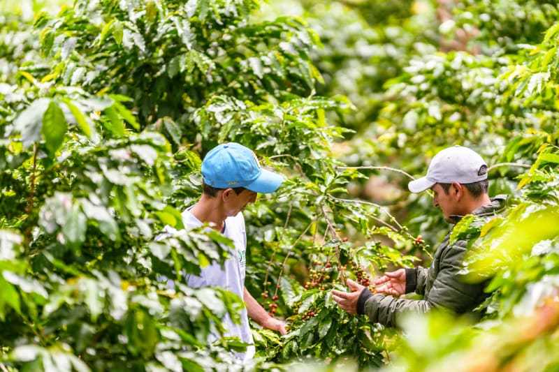 Asociación de Productores Cafetaleros Andinos Sierra Verde