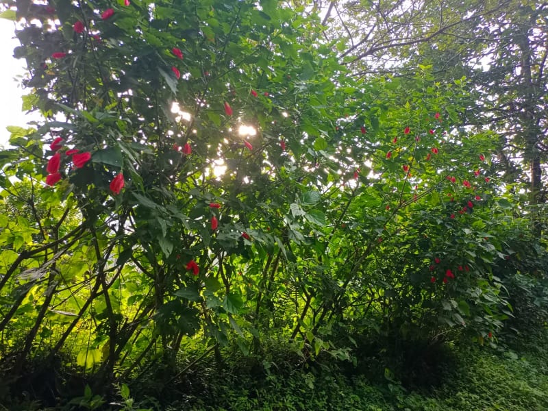 Cooperativa Multiactiva de Asociaciones Agropecuarias del Tolima