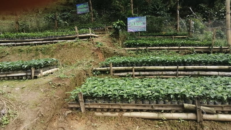 Cooperativa Multiactiva de Asociaciones Agropecuarias del Tolima