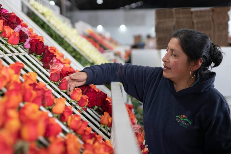 Compania Agropromotora del Cotopaxi - AGROCOEX SA