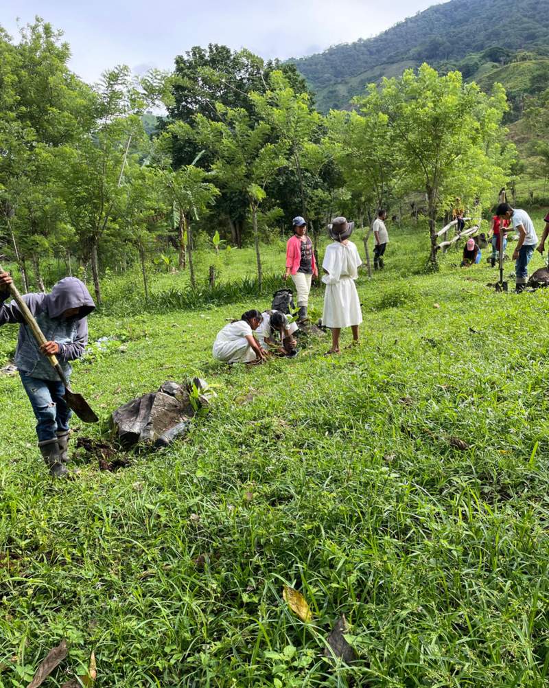 Asociación de Productores de la Sierra Nevada de Santa Marta Tayronaca