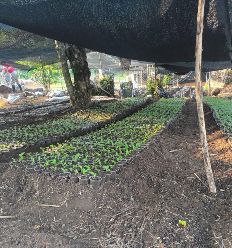 Asociación de Productores de la Sierra Nevada de Santa Marta Tayronaca