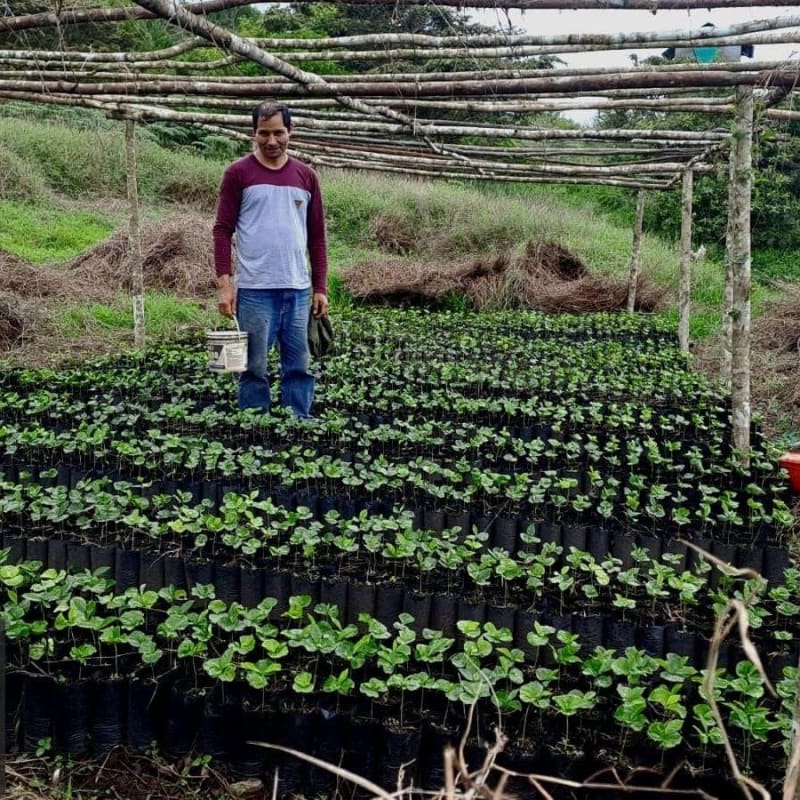 Central de Cooperativas Agrarias Cafetaleras - COCLA