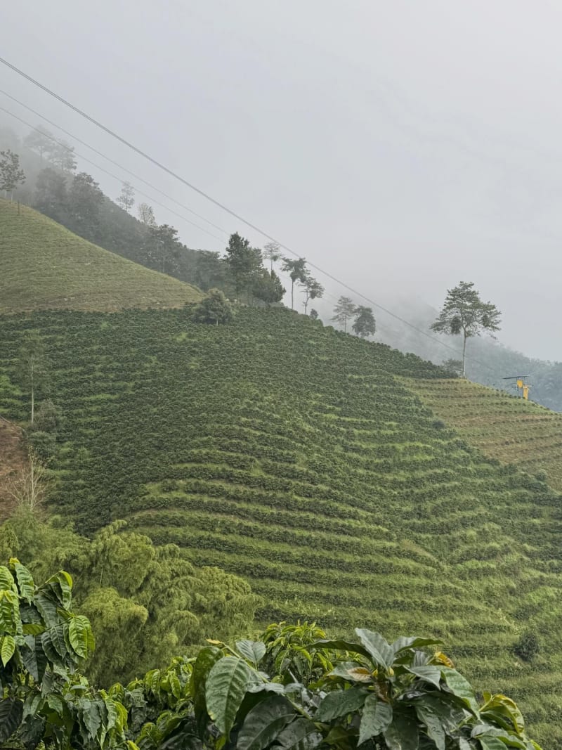Cooperativa Regional de Cafes Especiales Global Cafes