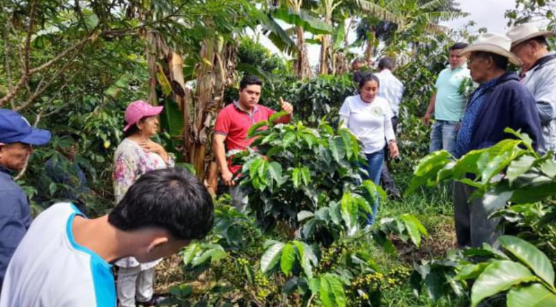 Cooperativa Regional de Cafes Especiales Global Cafes