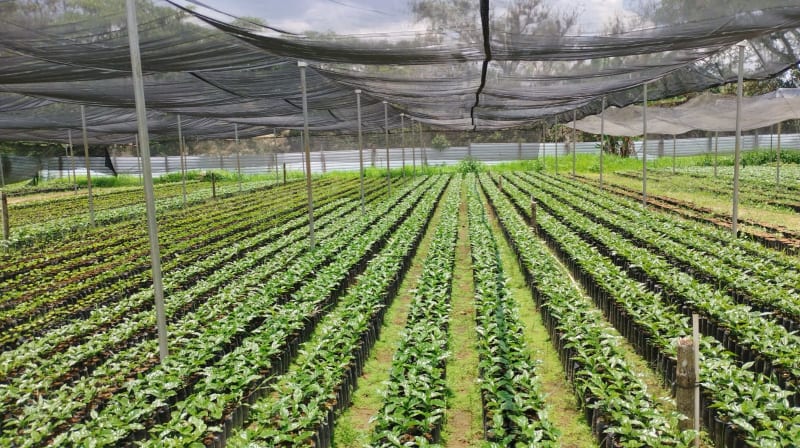 Asociación de Productores COMSA, APROCOMSA
