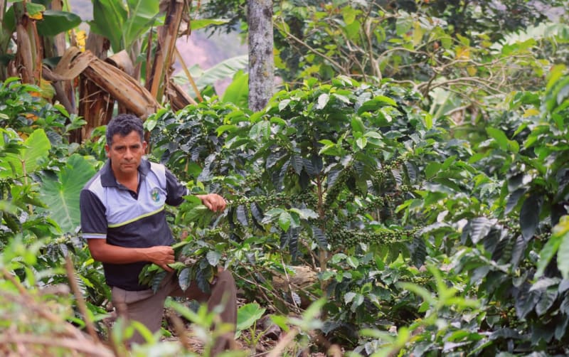 Cooperativa Agraria AMOJU
